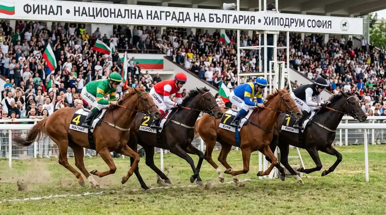 Четири коня се подреждат на финала на конно надбягване по трева